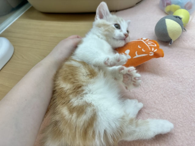 マンチカン