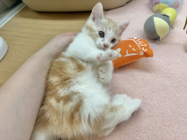 マンチカン