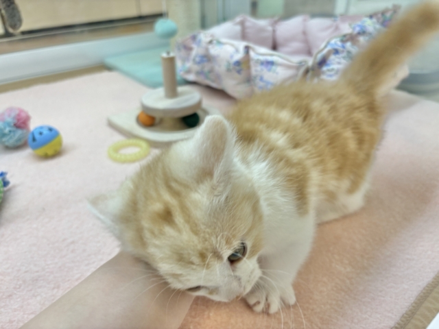 マンチカン