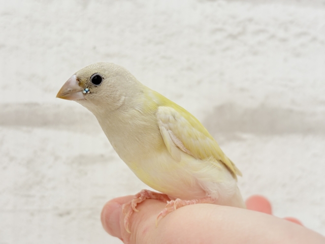 コキンチョウ