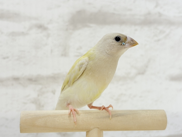 【最新画像更新🪄限定リターンズ𖤐 ̖́-】サイズもお顔もみんな違ってみんな可愛い♡コキンチョウ ヒナ コキンチョウ