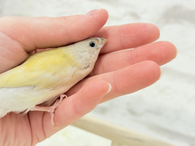 【最新画像更新🪄限定リターンズ𖤐 ̖́-】サイズもお顔もみんな違ってみんな可愛い♡コキンチョウ ヒナ コキンチョウ