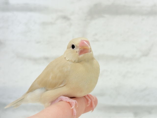 【最新画像更新🪄】ふんわり~♩♩優しい癒されカラー♡シナモン文鳥 ヒナ シナモン文鳥