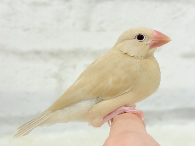 シナモン文鳥