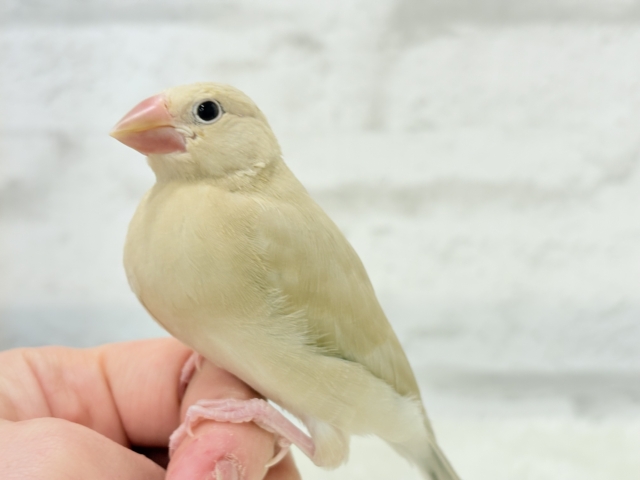 シナモン文鳥