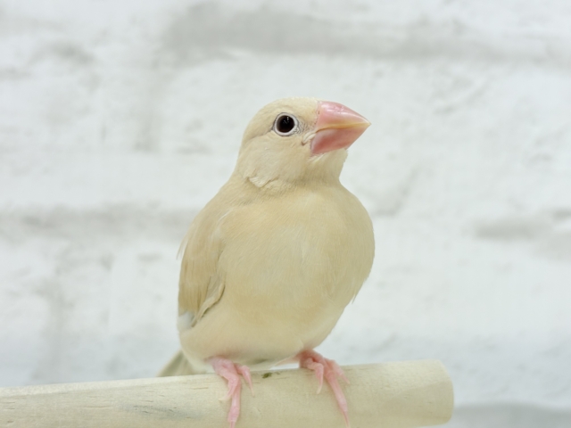 シナモン文鳥