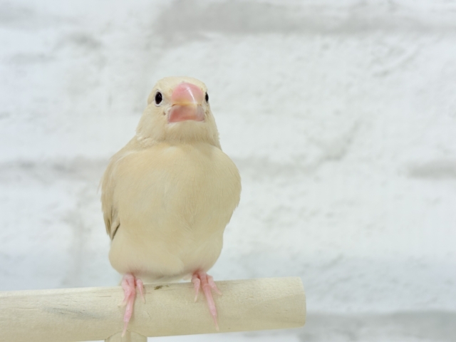 【最新画像更新🪄】ふんわり~♩♩優しい癒されカラー♡シナモン文鳥 ヒナ シナモン文鳥