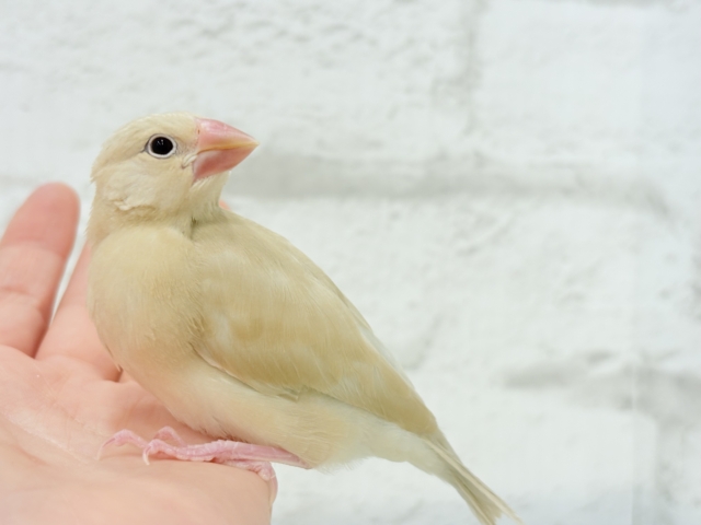 シナモン文鳥