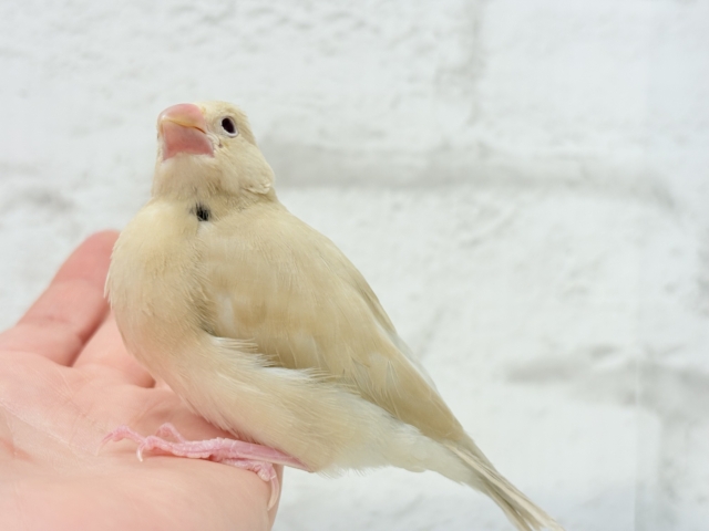 【最新画像更新🪄】ふんわり~♩♩優しい癒されカラー♡シナモン文鳥 ヒナ シナモン文鳥