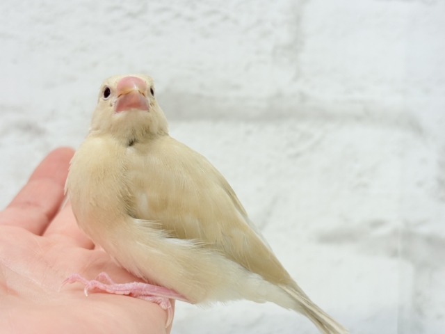 【最新画像更新🪄】ふんわり~♩♩優しい癒されカラー♡シナモン文鳥 ヒナ シナモン文鳥