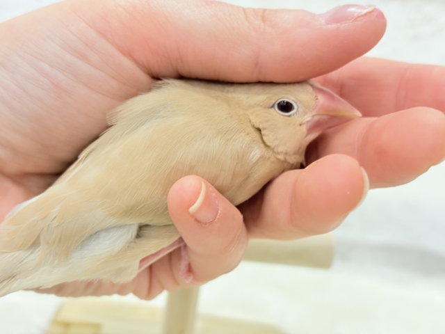 シナモン文鳥