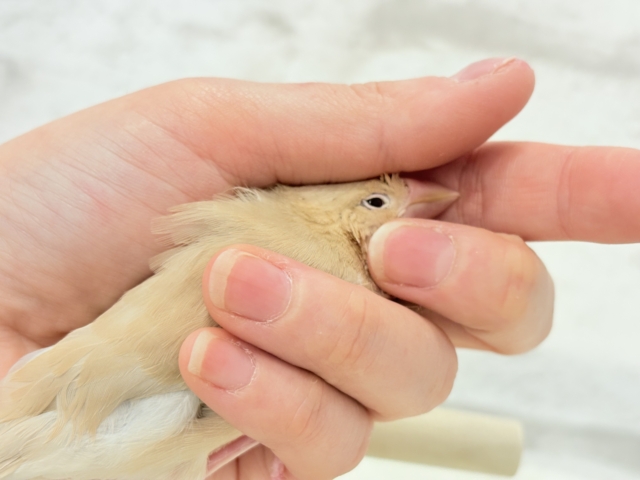 シナモン文鳥
