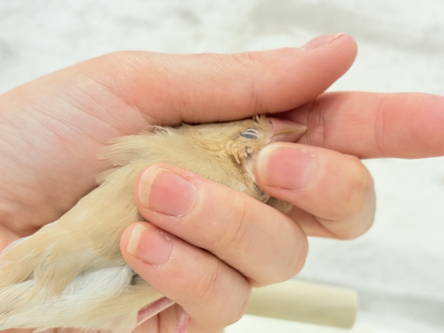 【最新画像更新🪄】ふんわり~♩♩優しい癒されカラー♡シナモン文鳥 ヒナ シナモン文鳥