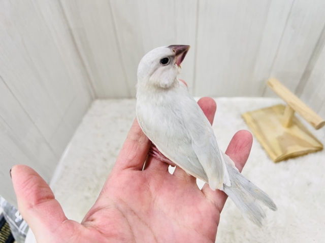 ずしっと大柄✨色気も出てきた?シルバー文鳥❤️ シルバー文鳥