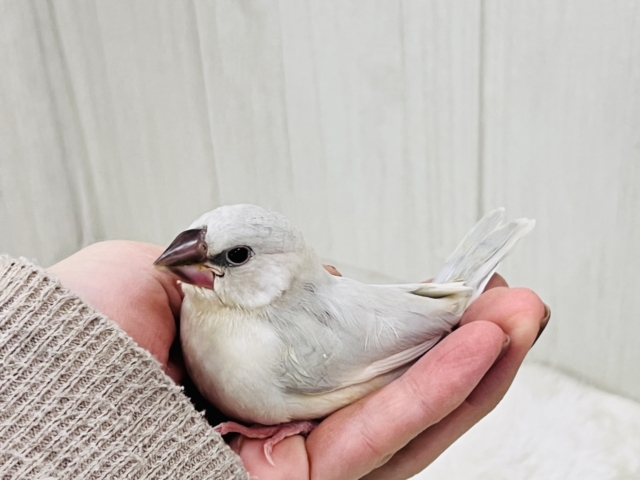 シルバー文鳥