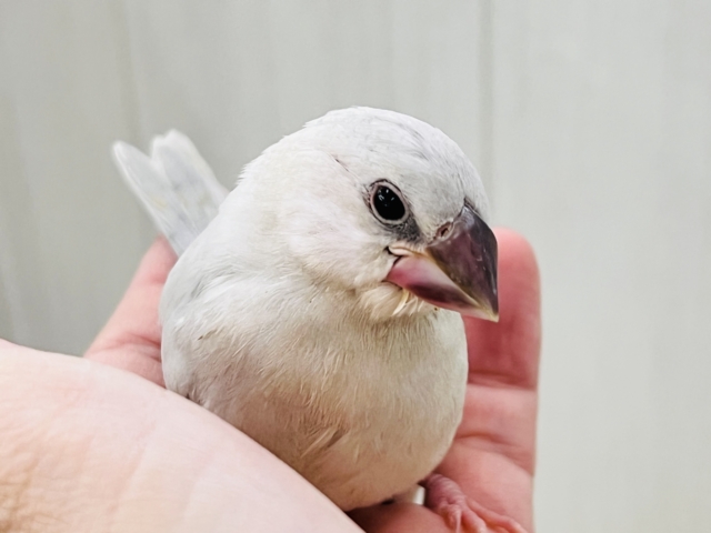 ずしっと大柄✨色気も出てきた?シルバー文鳥❤️ シルバー文鳥