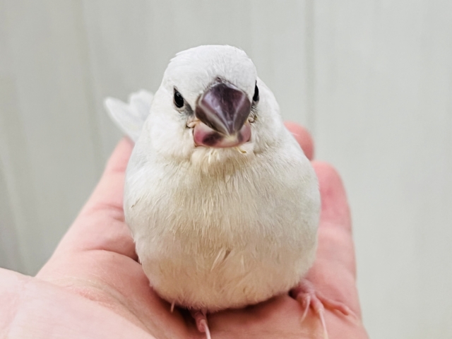 シルバー文鳥