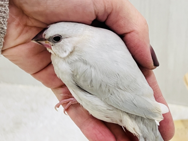 シルバー文鳥