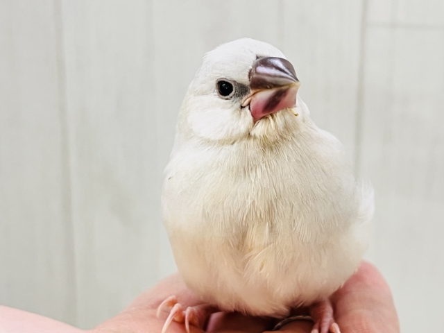 シルバー文鳥