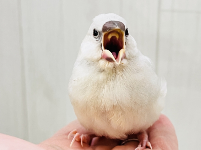ずしっと大柄✨色気も出てきた?シルバー文鳥❤️ シルバー文鳥