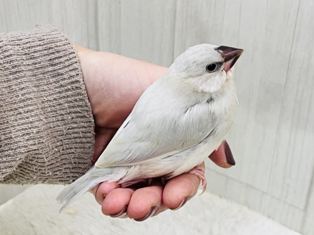 ずしっと大柄✨色気も出てきた?シルバー文鳥❤️ シルバー文鳥