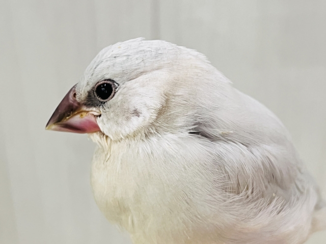 シルバー文鳥