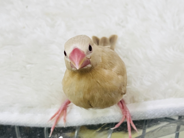 シナモン文鳥