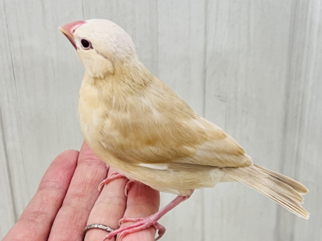 シナモン文鳥