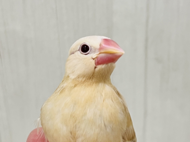 シナモン文鳥