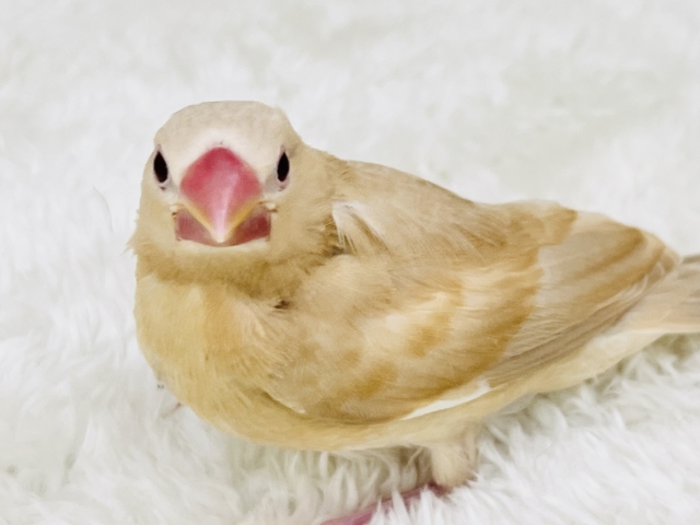 シナモン文鳥
