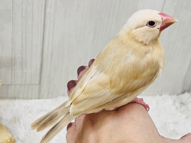 シナモン文鳥