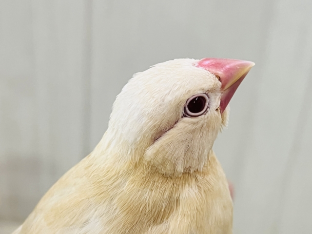 シナモン文鳥