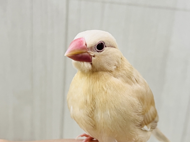 シナモン文鳥