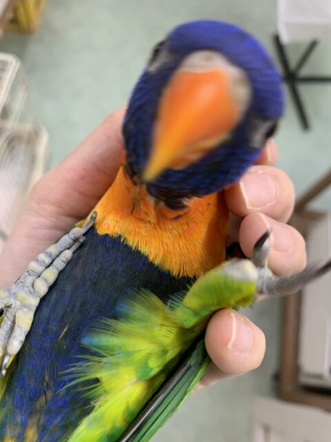 【3/15最新動画🎥3/12最新画像🆙‼️】じゃれつき甘えんぼMAX❤️🔥ゴシキセイガイインコ🌈🌈 ゴシキセイガイインコ