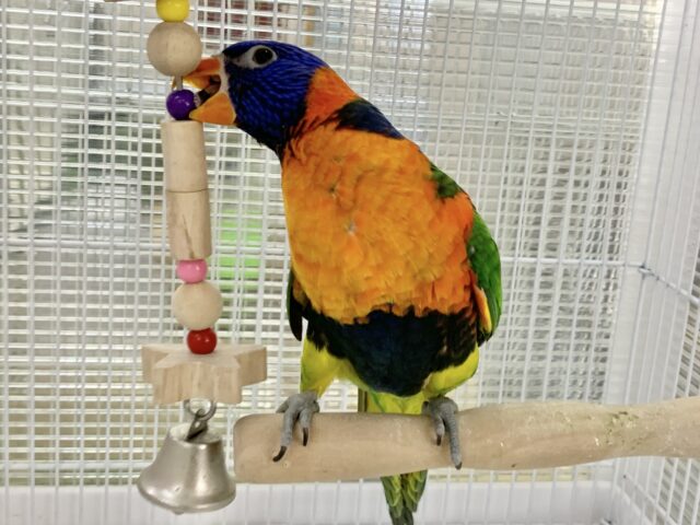【3/15最新動画🎥3/12最新画像🆙‼️】じゃれつき甘えんぼMAX❤️🔥ゴシキセイガイインコ🌈🌈 ゴシキセイガイインコ