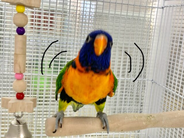 【3/15最新動画🎥3/12最新画像🆙‼️】じゃれつき甘えんぼMAX❤️🔥ゴシキセイガイインコ🌈🌈 ゴシキセイガイインコ