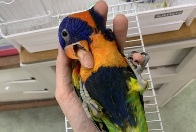 【3/15最新動画🎥3/12最新画像🆙‼️】じゃれつき甘えんぼMAX❤️🔥ゴシキセイガイインコ🌈🌈 ゴシキセイガイインコ
