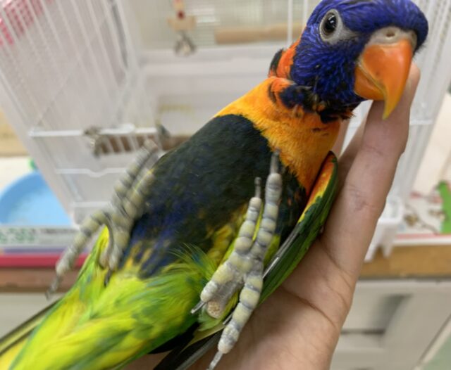 【3/15最新動画🎥3/12最新画像🆙‼️】じゃれつき甘えんぼMAX❤️🔥ゴシキセイガイインコ🌈🌈 ゴシキセイガイインコ