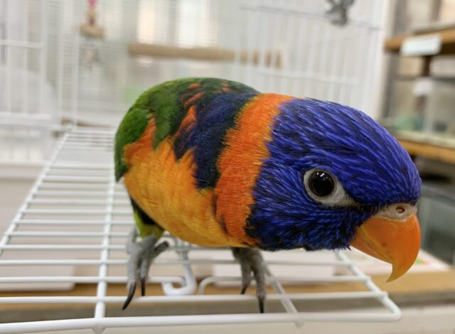 【3/15最新動画🎥3/12最新画像🆙‼️】じゃれつき甘えんぼMAX❤️🔥ゴシキセイガイインコ🌈🌈 ゴシキセイガイインコ