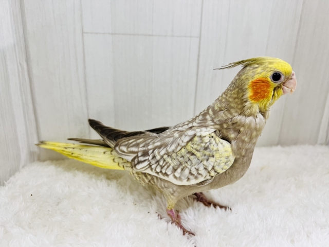オカメインコ