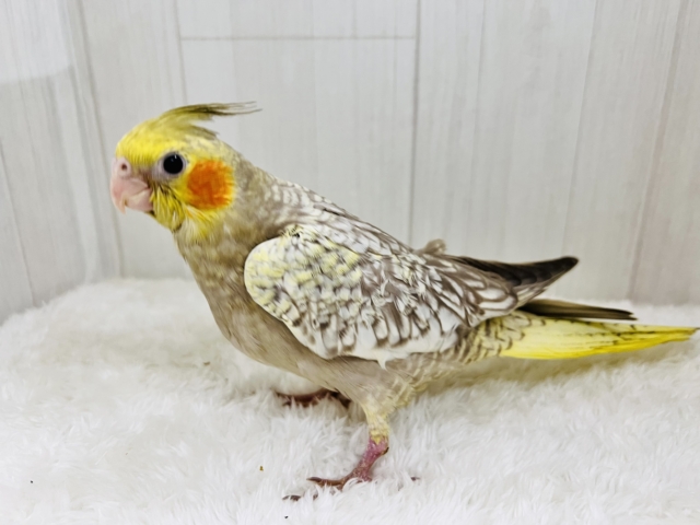 最新画像更新✨ムキッと♡パールたっぷりなオカメインコ(シナモンパール) オカメインコ