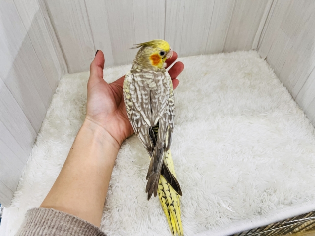 最新画像更新✨ムキッと♡パールたっぷりなオカメインコ(シナモンパール) オカメインコ