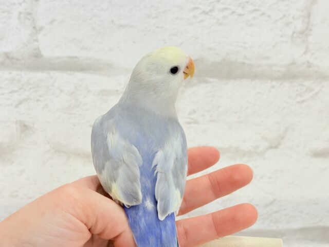 【最新画像更新🪄ひとり餌になりました☆】美♡成長が楽しみ♬*°コザクラインコ(バイオレットオパーリンパイド) ヒナ コザクラインコ(小桜インコ)