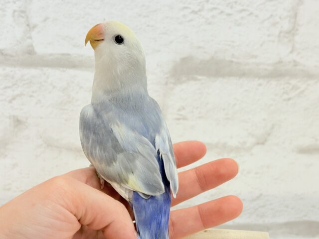 【最新画像更新🪄ひとり餌になりました☆】美♡成長が楽しみ♬*°コザクラインコ(バイオレットオパーリンパイド) ヒナ コザクラインコ(小桜インコ)