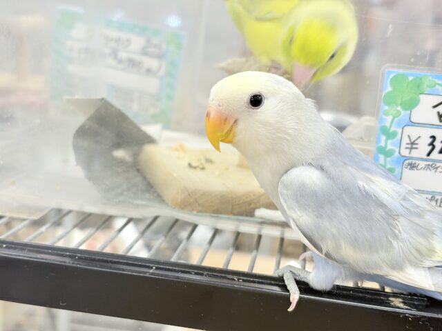 【最新画像更新🪄ひとり餌になりました☆】美♡成長が楽しみ♬*°コザクラインコ(バイオレットオパーリンパイド) ヒナ コザクラインコ(小桜インコ)