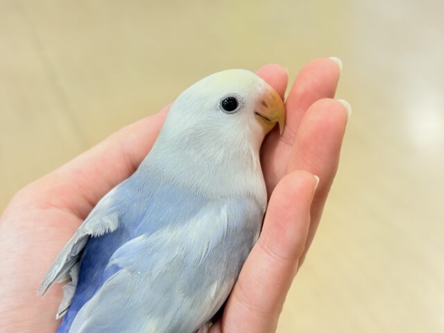 【最新画像更新🪄ひとり餌になりました☆】美♡成長が楽しみ♬*°コザクラインコ(バイオレットオパーリンパイド) ヒナ コザクラインコ(小桜インコ)