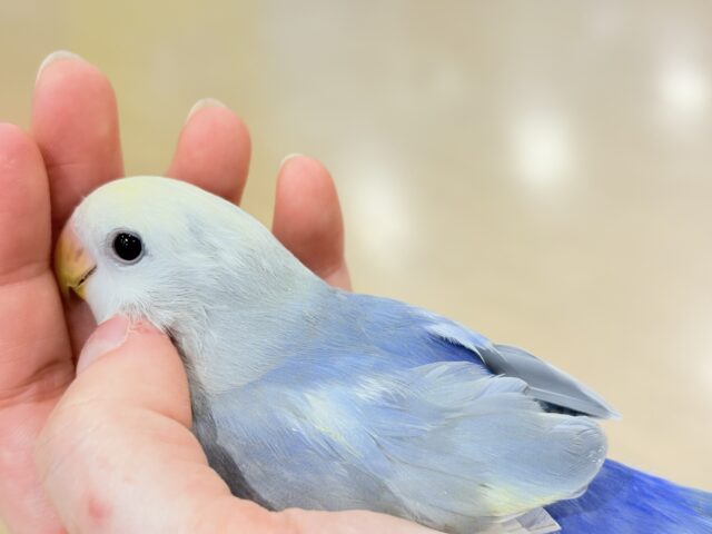 【最新画像更新🪄ひとり餌になりました☆】美♡成長が楽しみ♬*°コザクラインコ(バイオレットオパーリンパイド) ヒナ コザクラインコ(小桜インコ)