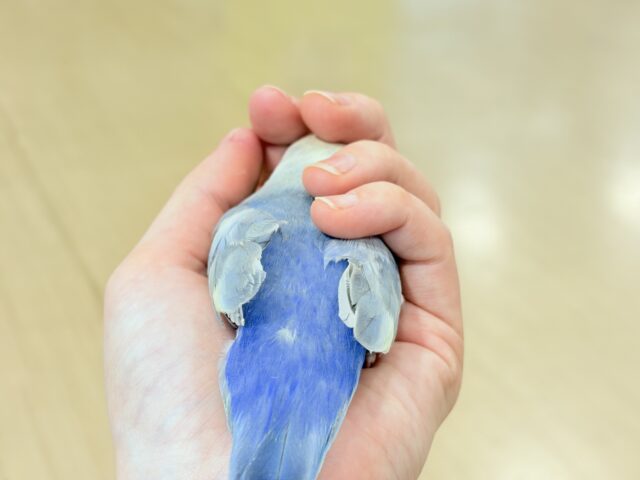 【最新画像更新🪄ひとり餌になりました☆】美♡成長が楽しみ♬*°コザクラインコ(バイオレットオパーリンパイド) ヒナ コザクラインコ(小桜インコ)