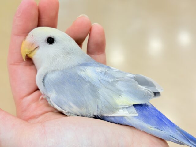 【最新画像更新🪄ひとり餌になりました☆】美♡成長が楽しみ♬*°コザクラインコ(バイオレットオパーリンパイド) ヒナ コザクラインコ(小桜インコ)