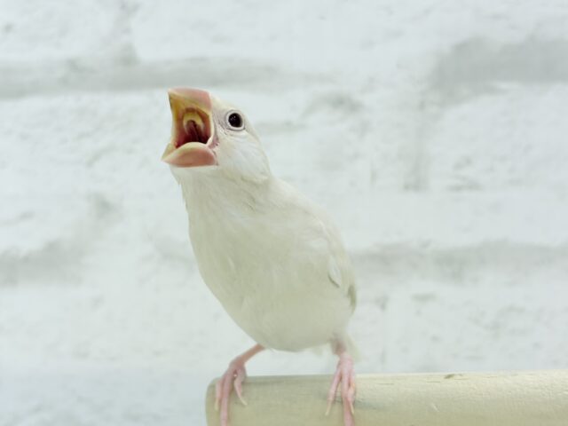 【最新画像更新🪄ひとり餌になりました☆】ねぇねぇ、あなたはどんなカラーになるの?☺️文鳥 ヒナ シルバーイノ文鳥